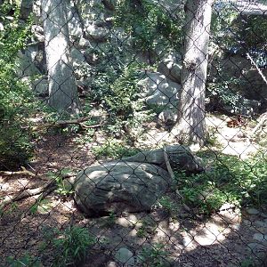 Snow Leopard Exhibit