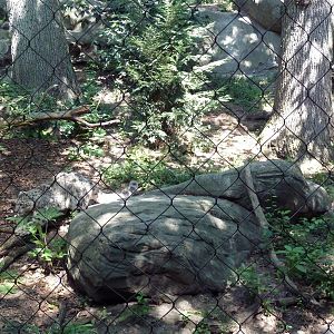 Snow Leopard Exhibit