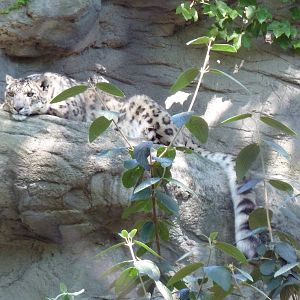 Snow Leopard