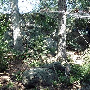 Snow Leopard Exhibit