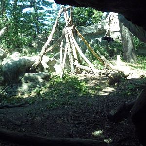 Asiatic Black Bear Exhibit