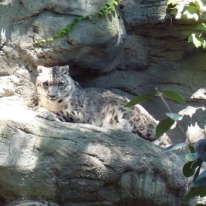 Snow Leopard