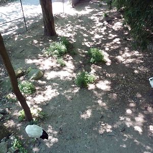 Red-Crowned Crane Exhibit