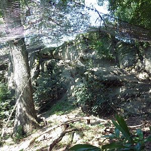 Snow Leopard Exhibit