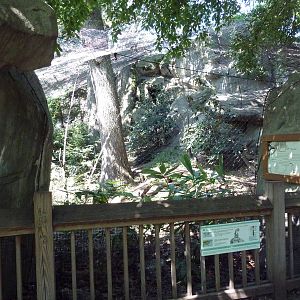 Snow Leopard Exhibit