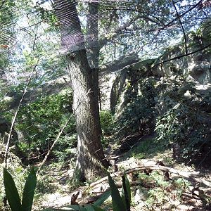 Snow Leopard Exhibit