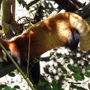 Red Panda