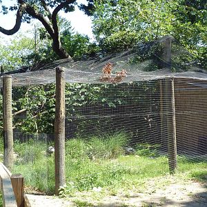 Golden Lion Tamarin Exhibit