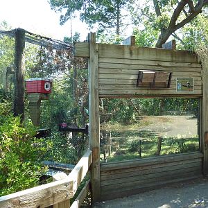 Cotton-Top Tamarin Exhibit