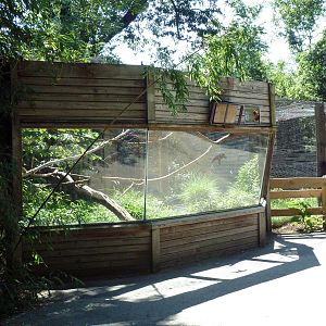 Golden Lion Tamarin + Cotton-Top Tamarin Exhibits