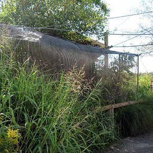 Africa-Masked Lovebird/White-cheeked Turaco Exhibit