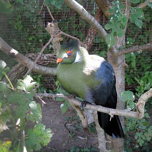 Africa-White-cheeked Turaco
