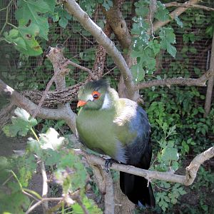 Africa-White-cheeked Turaco