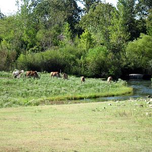 Africa-Common Elands on Plains