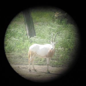 Africa-Scimitar-horned Oryx