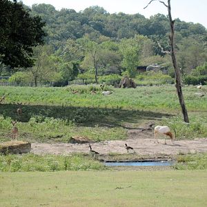 Africa-Scimitar-horned Oryx on Plains