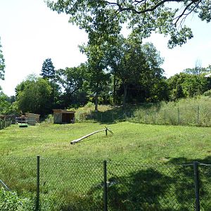 Pronghorn Antelope Exhibit
