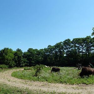 Bison Exhibit