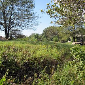 Africa-Cheetah Exhibit