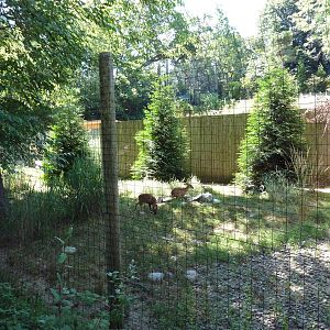 Indian Muntjac Exhibit