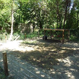 African Spurred Tortoise Exhibit