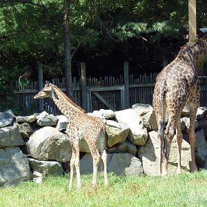 Masai Giraffes