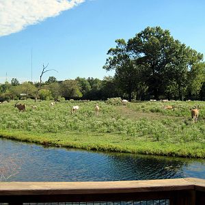 Africa-Scimitar-horned Oryxes and Common Elands on Plains