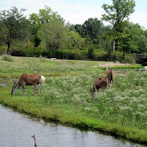 Africa-Common Elands on Plains