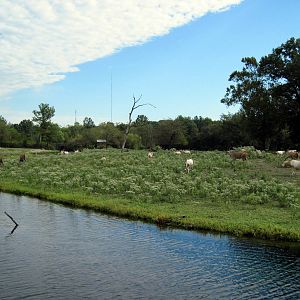 Africa-Scimitar-horned Oryxes and Common Elands on Plains