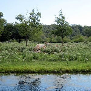Africa-Scimitar-horned Oryxes on Plains