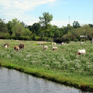Africa-Scimitar-horned Oryxes and Common Elands on Plains