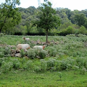 Africa-Scimitar-horned Oryxes on Plains