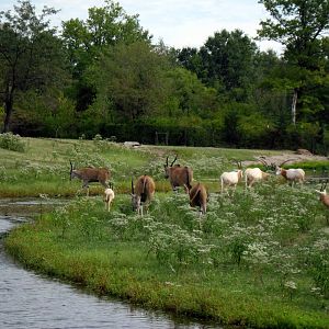 Africa-Scimitar-horned Oryxes and Common Elands on Plains