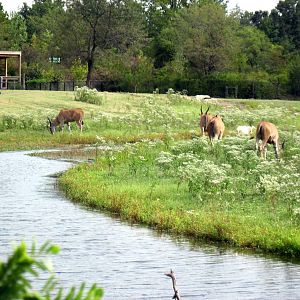 Africa-Scimitar-horned Oryxes and Common Elands on Plains