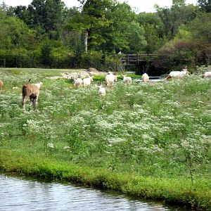 Africa-Scimitar-horned Oryxes and Common Elands on Plains