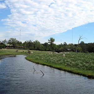 Africa-Scimitar-horned Oryxes and Common Elands on Plains