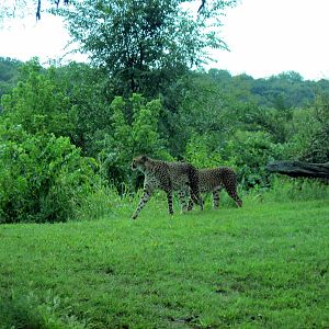 Africa-Cheetahs