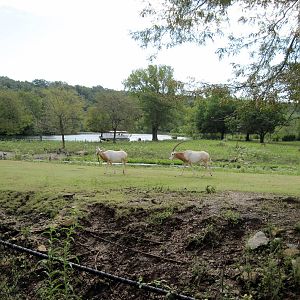 Africa-Scimitar-horned Oryxes