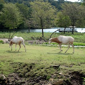 Africa-Scimitar-horned Oryxes