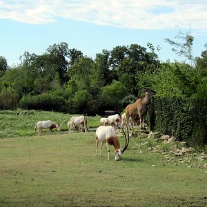 Africa-Scimitar-horned Oryxes and Common Eland
