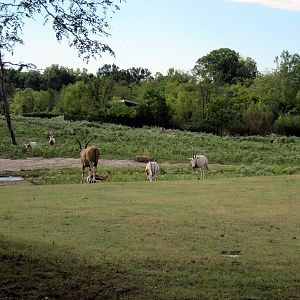 Africa-Scimitar-horned Oryxes and Common Eland