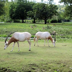 Africa-Scimitar-horned Oryxes