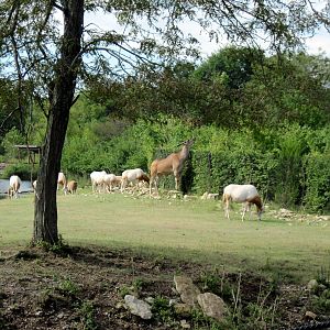 Africa-Scimitar-horned Oryxes and Common Eland