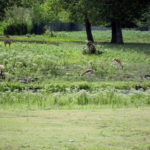 Africa-Springbok on Plains