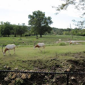 Africa-Scimitar-horned Oryxes
