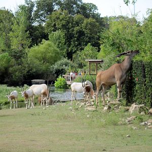 Africa-Scimitar-horned Oryxes and Common Eland