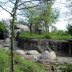 Africa-Warthog Exhibit