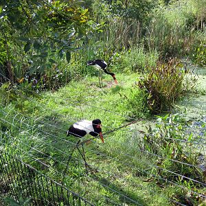 Africa-Saddle-billed Storks