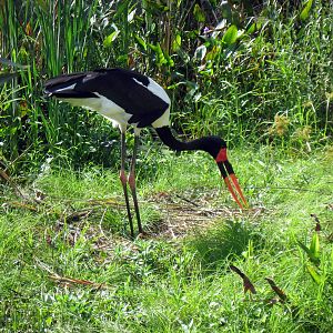 Africa-Saddle-billed Stork