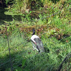 Africa-Saddle-billed Stork